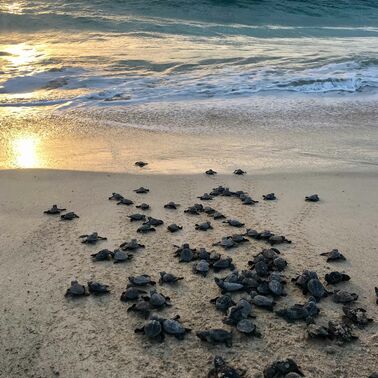 Protecting turtles from above: Project Biodiversity and TUI Care ...